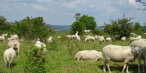 Weidende Schafe zwischen Sträuchern im Sommer